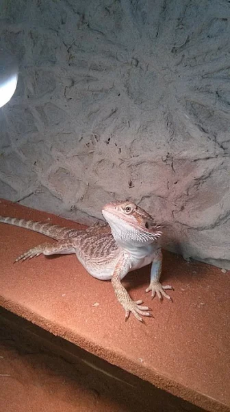 Agama vousata
